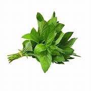 FRESH MINT (SINGLE)