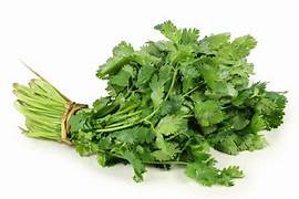 Cilantro (single peace)